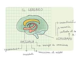 Meditación y neurociencia: Cómo se activa la mente